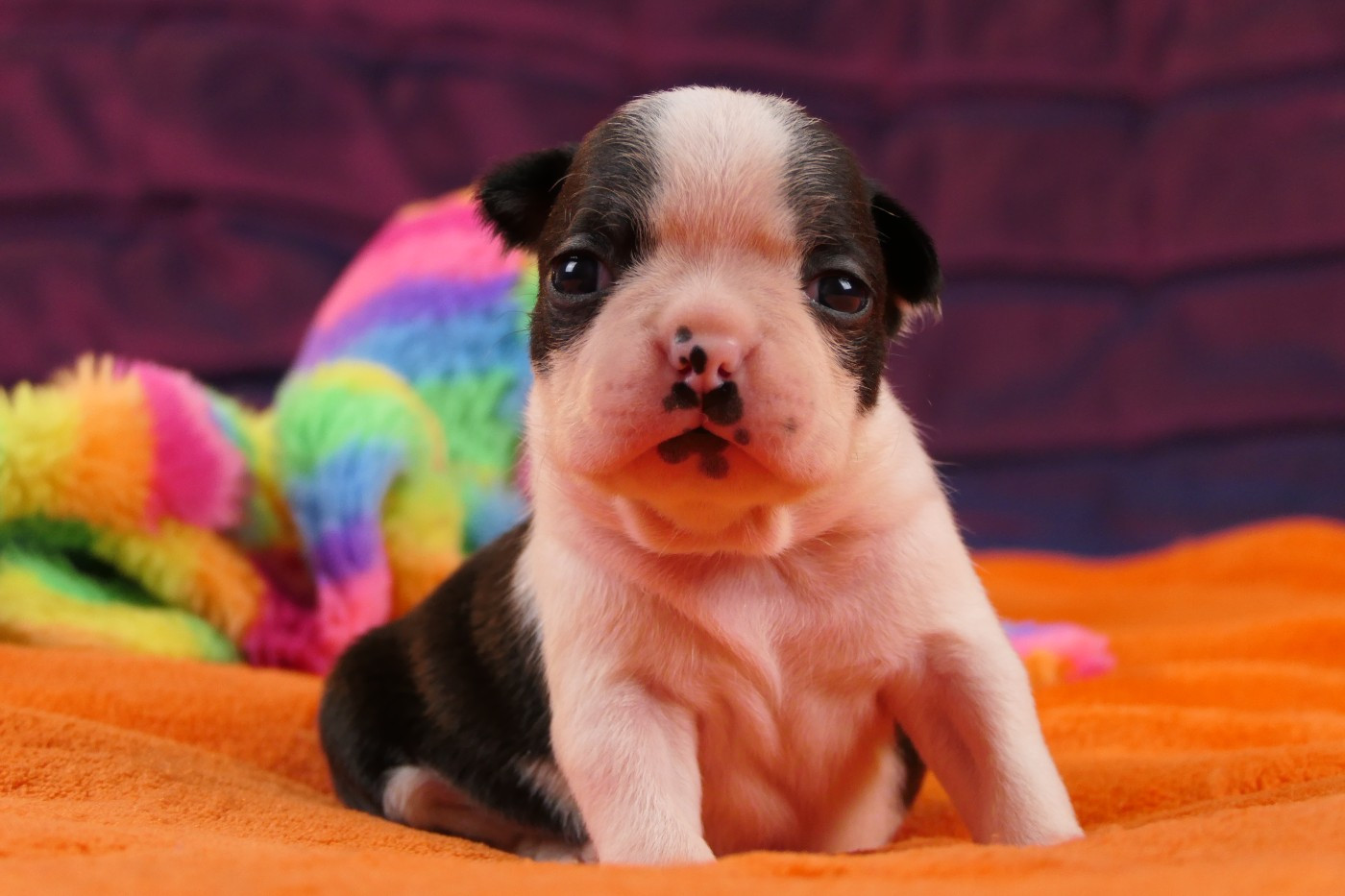 Sweeties Doggies - Chiots disponibles - Boston Terrier