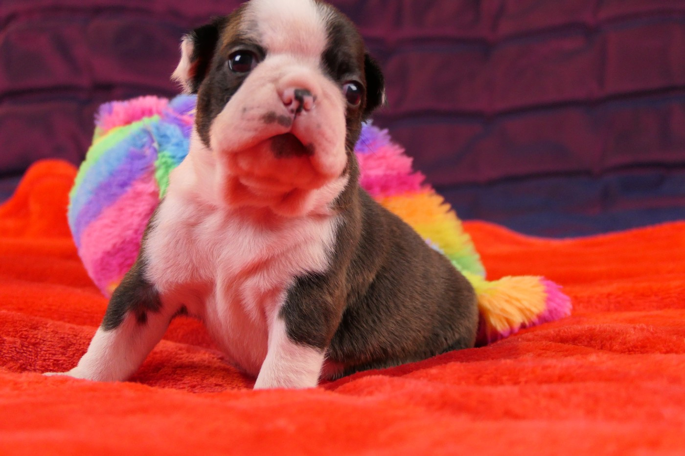 Sweeties Doggies - Chiots disponibles - Boston Terrier