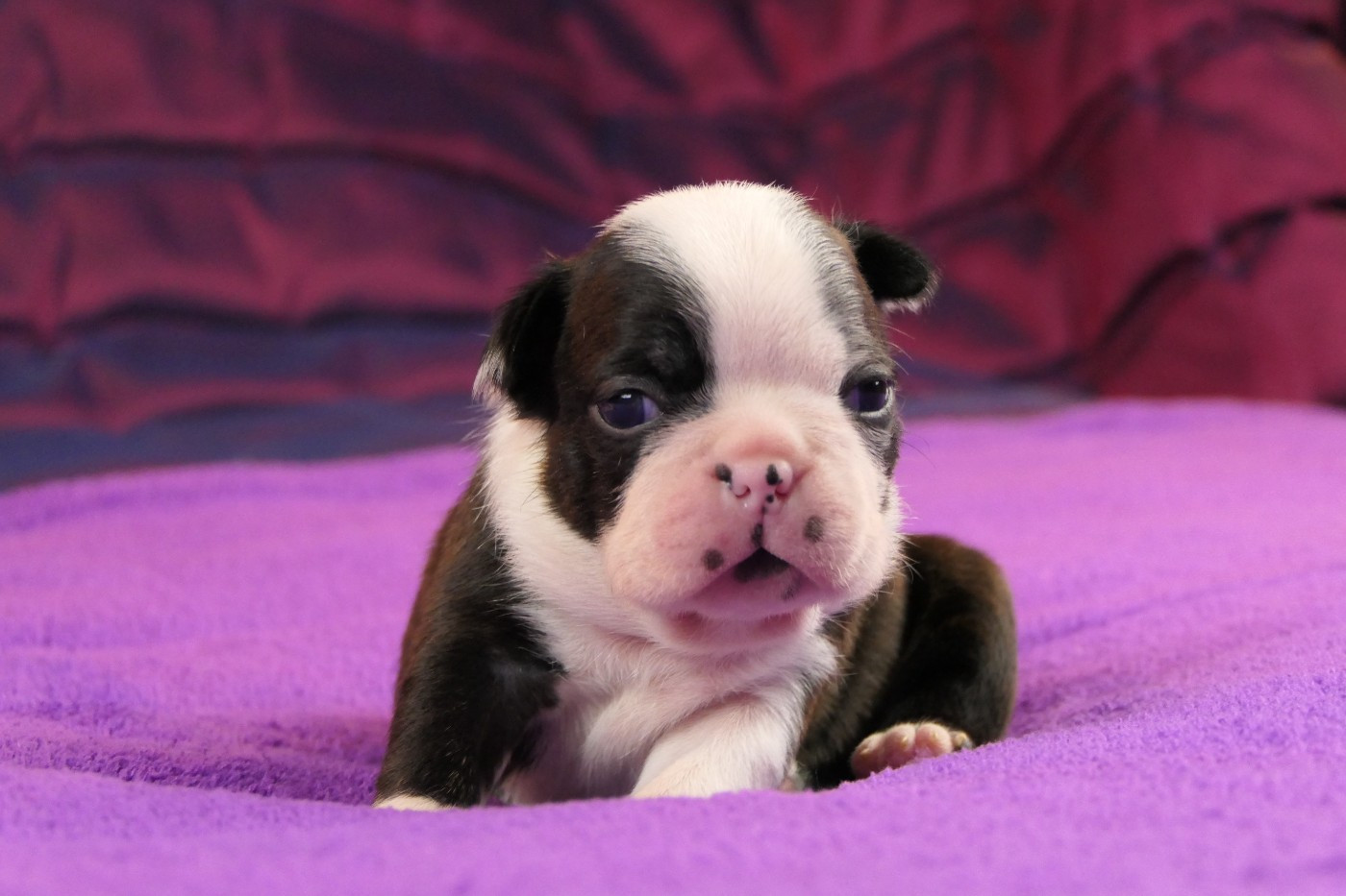 Sweeties Doggies - Chiots disponibles - Boston Terrier