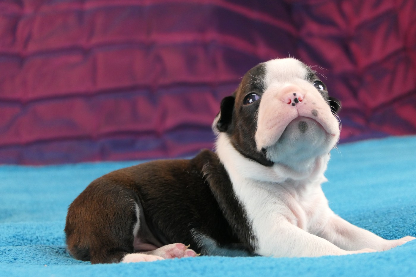 Sweeties Doggies - Chiots disponibles - Boston Terrier