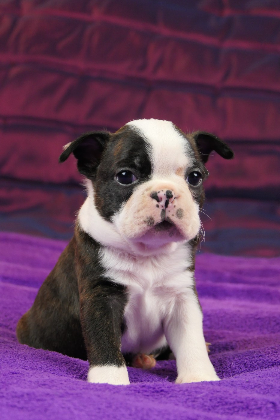 Sweeties Doggies - Chiots disponibles - Boston Terrier