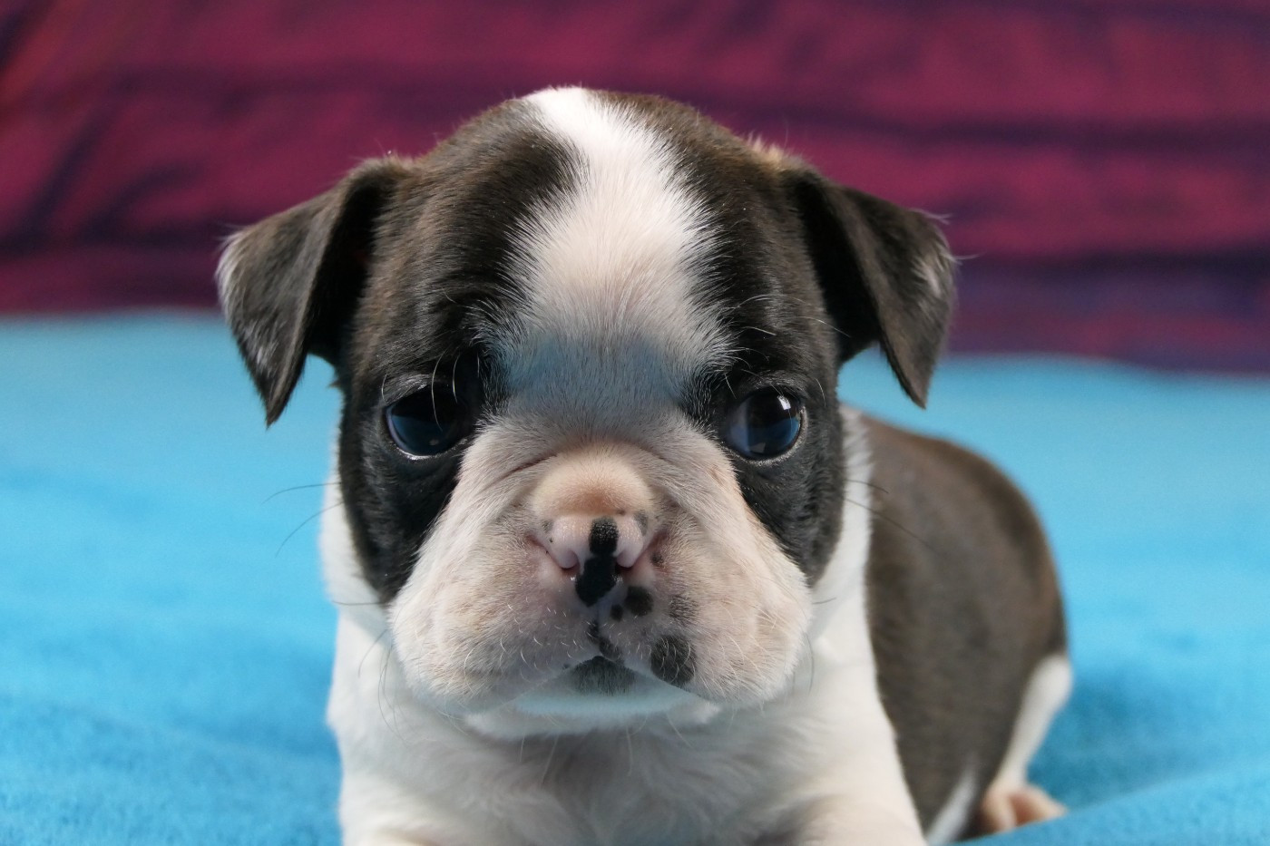 Sweeties Doggies - Chiots disponibles - Boston Terrier