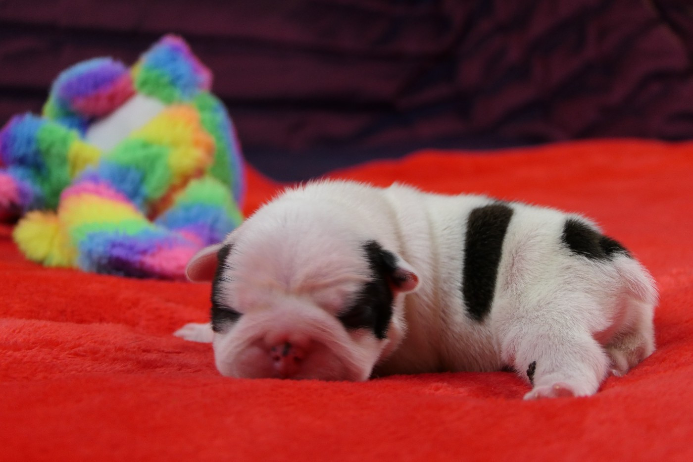 Sweeties Doggies - Chiots disponibles - Boston Terrier