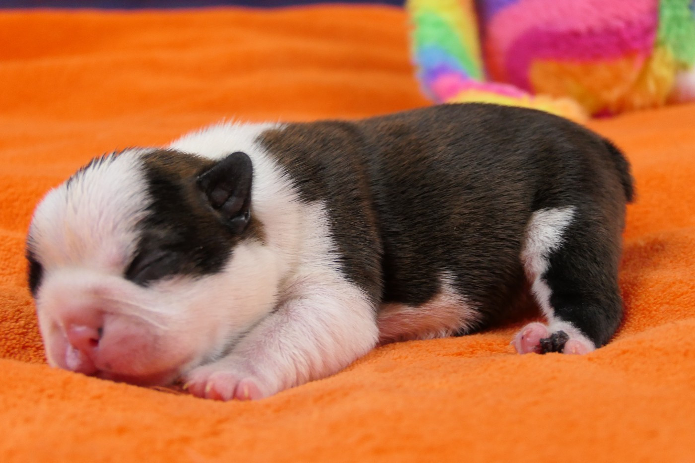 Sweeties Doggies - Chiots disponibles - Boston Terrier