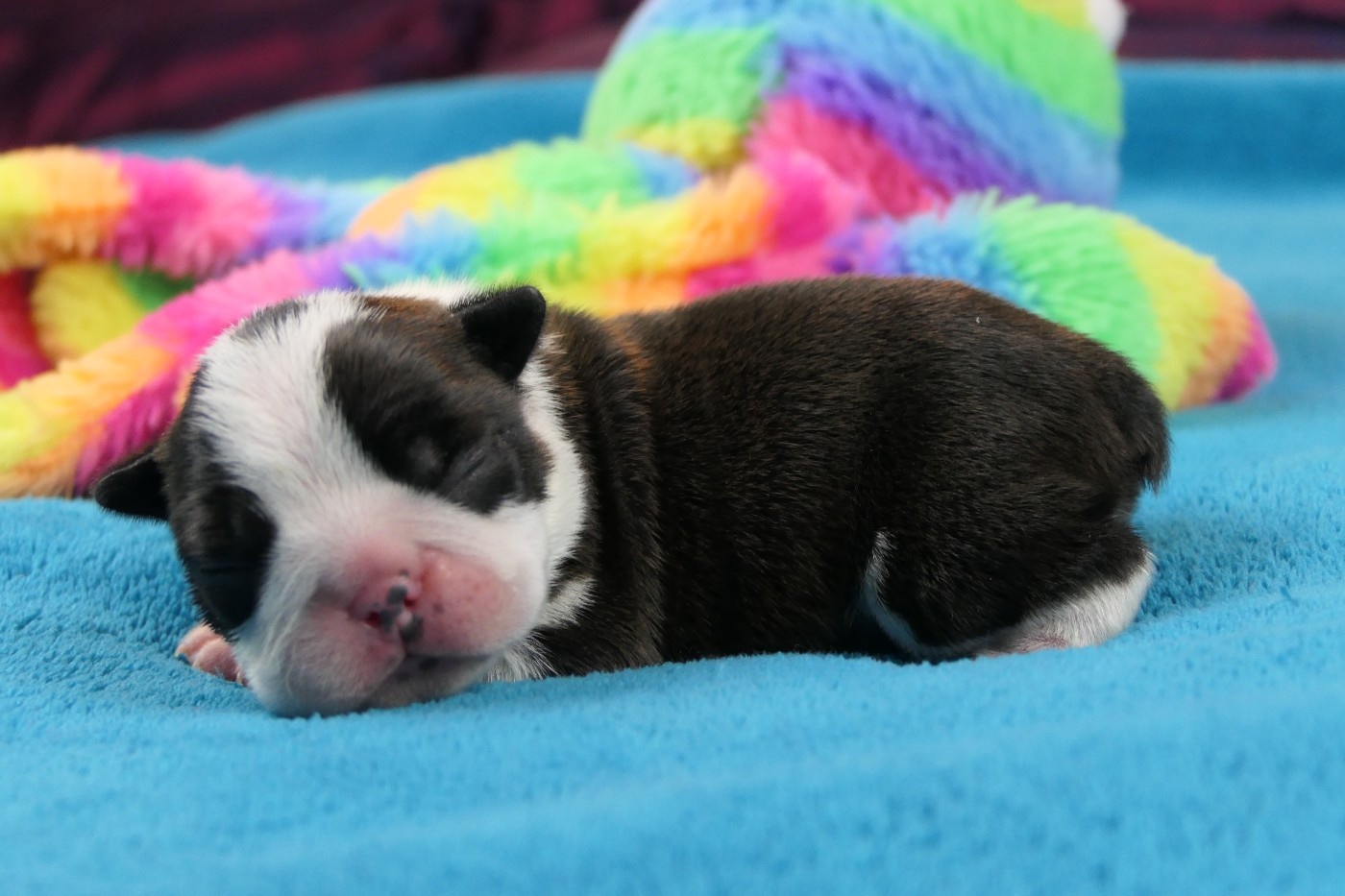 Sweeties Doggies - Chiots disponibles - Boston Terrier