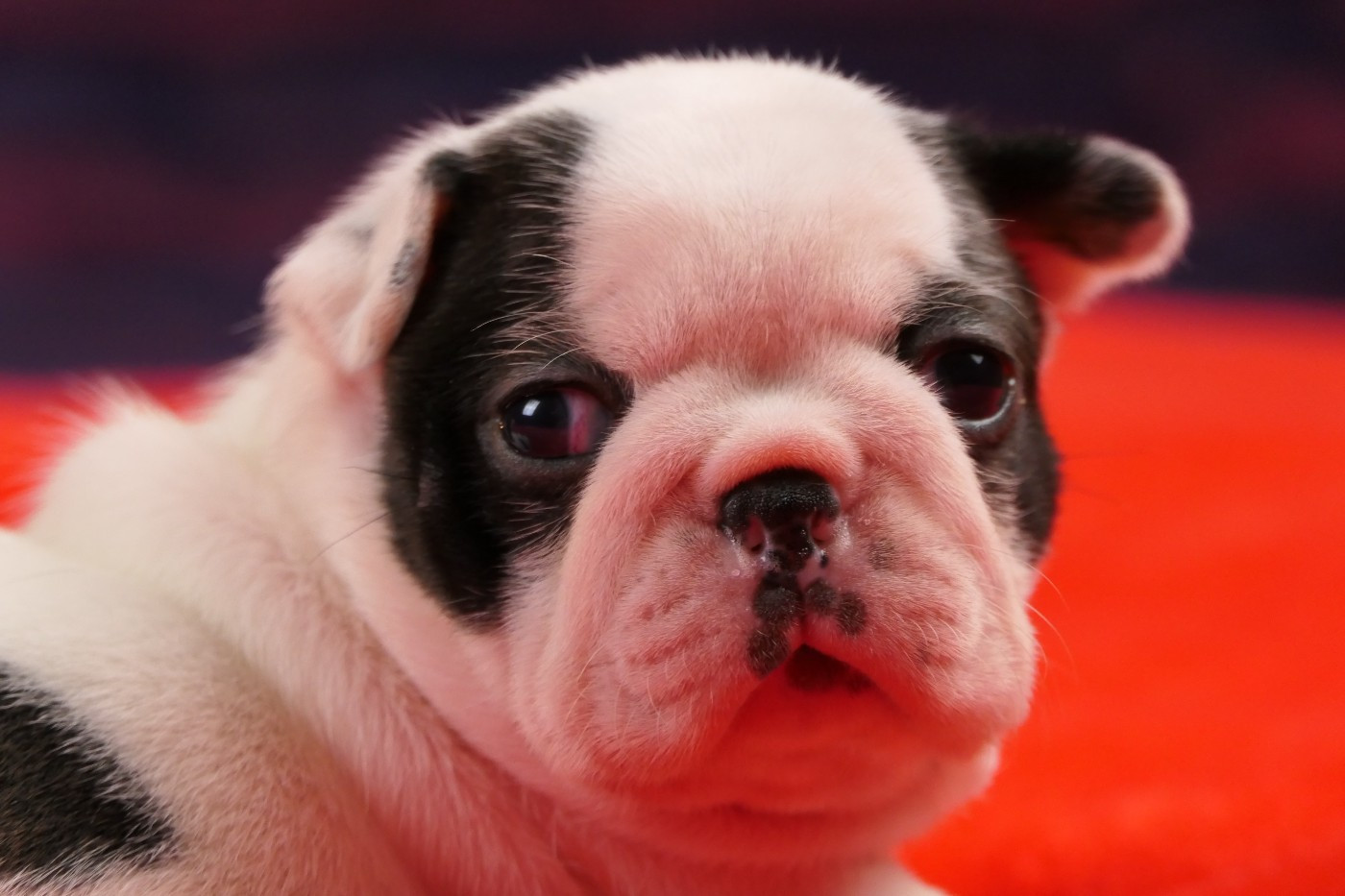 Sweeties Doggies - Chiots disponibles - Boston Terrier