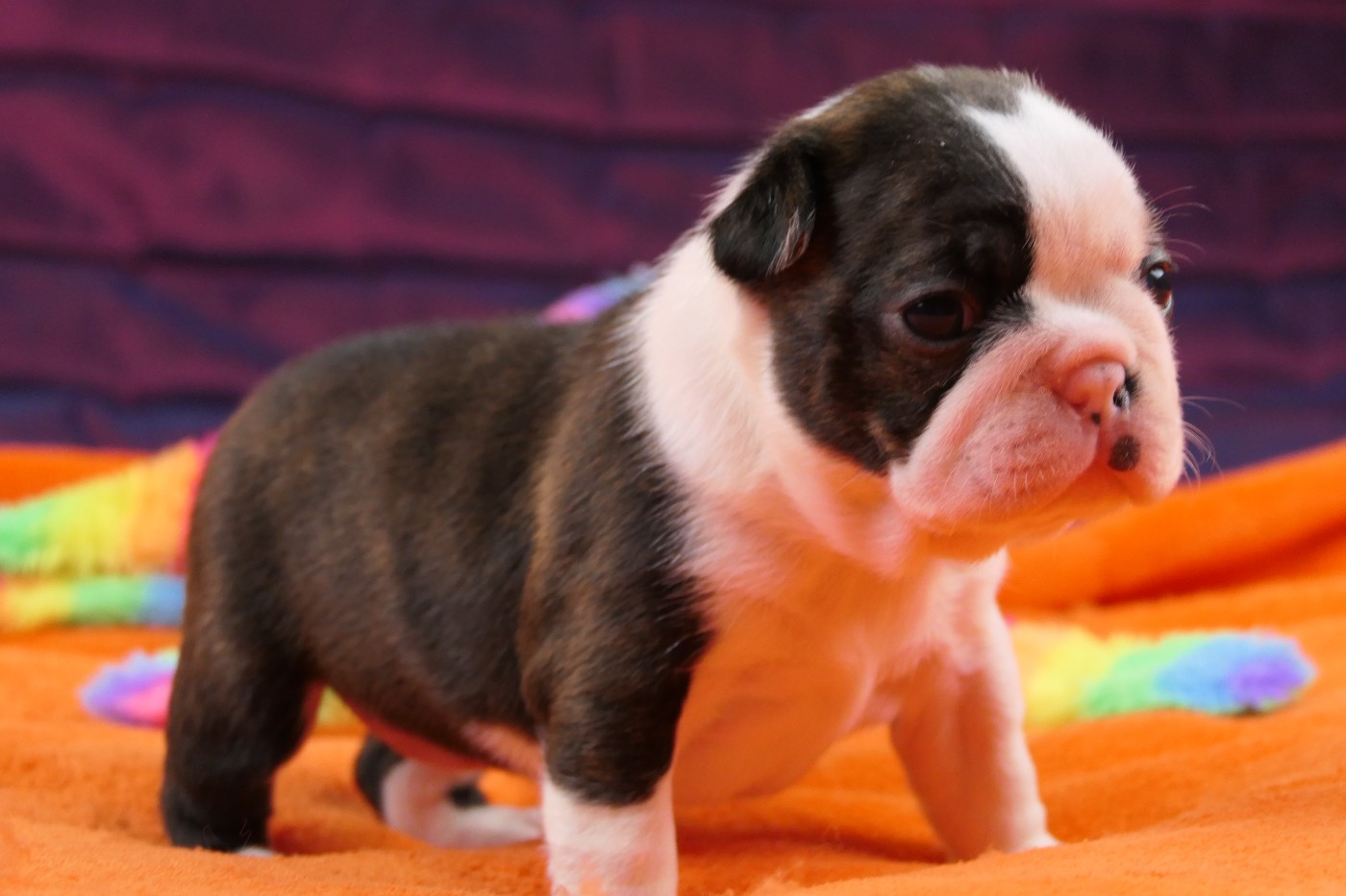 Sweeties Doggies - Chiots disponibles - Boston Terrier