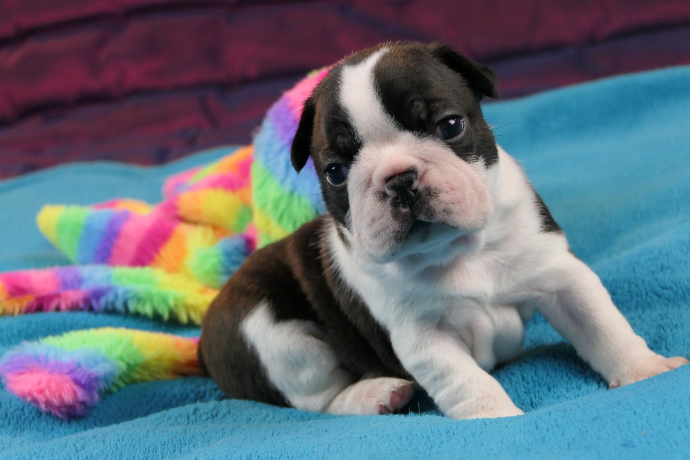 Sweeties Doggies - Chiots disponibles - Boston Terrier