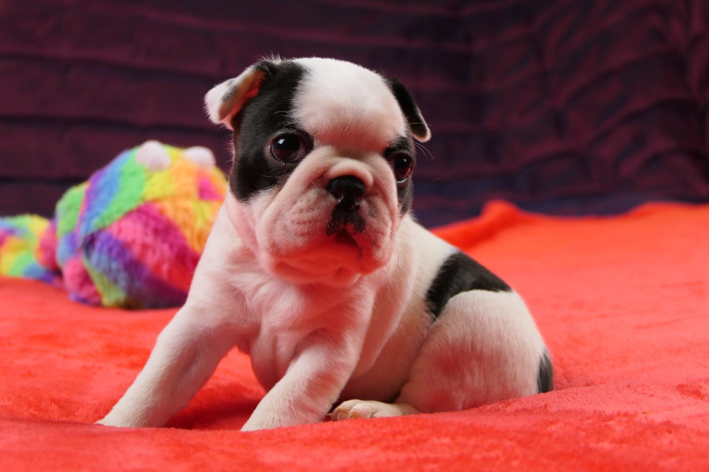 Sweeties Doggies - Chiots disponibles - Boston Terrier