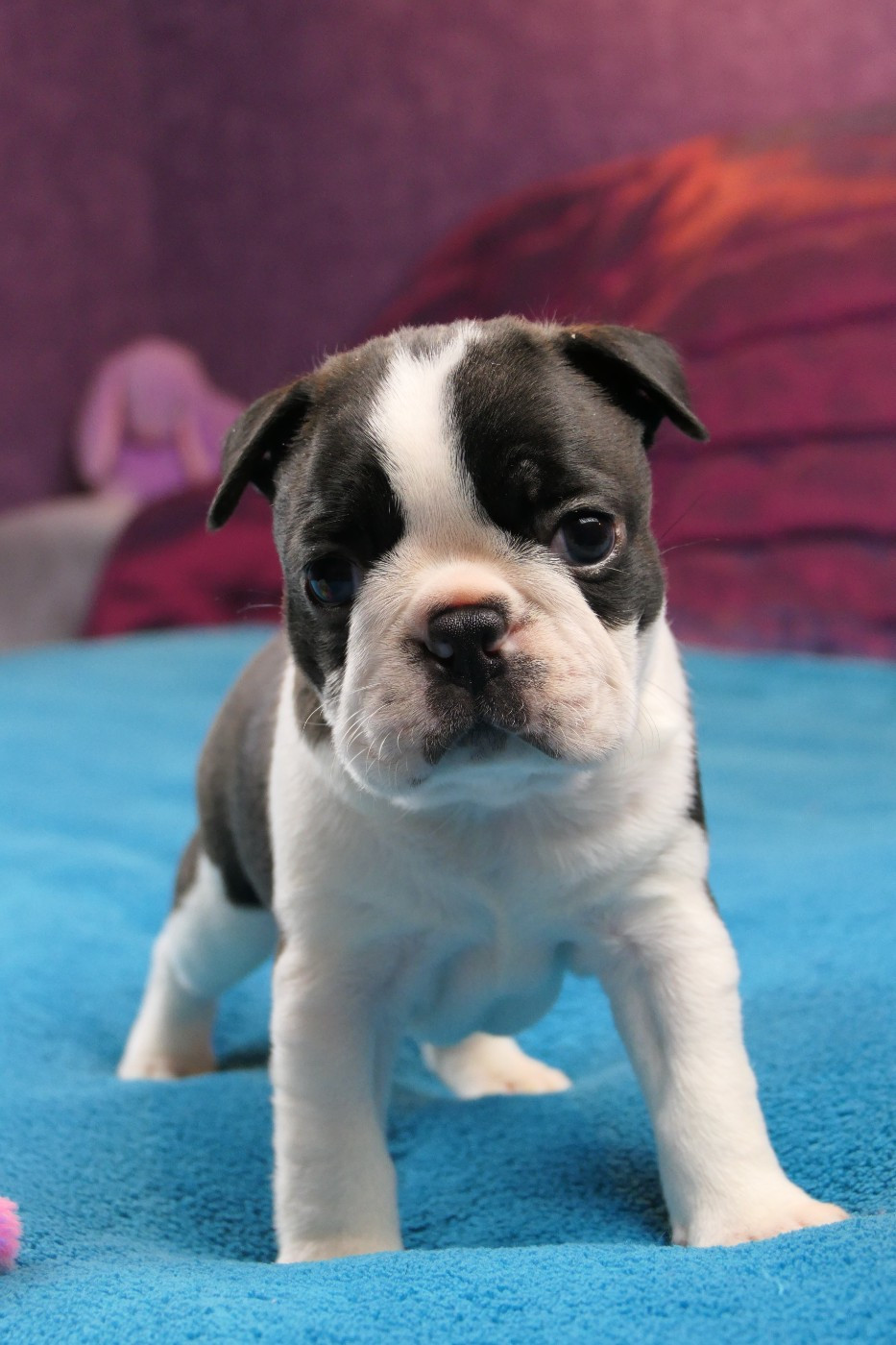 Sweeties Doggies - Chiots disponibles - Boston Terrier