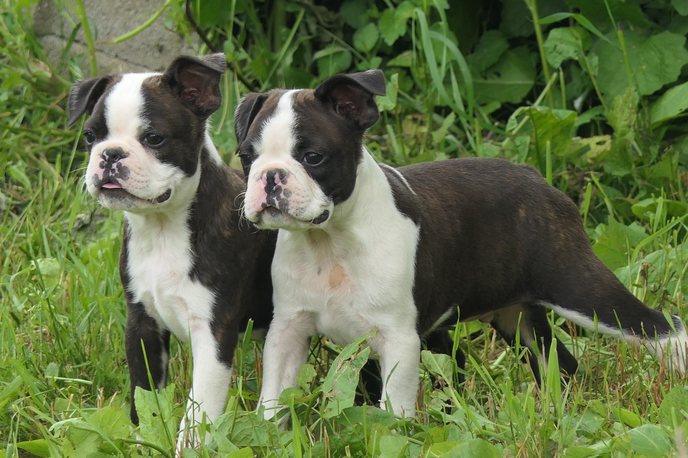 Sweeties Doggies - Boston Terrier - Portée née le 11/03/2026