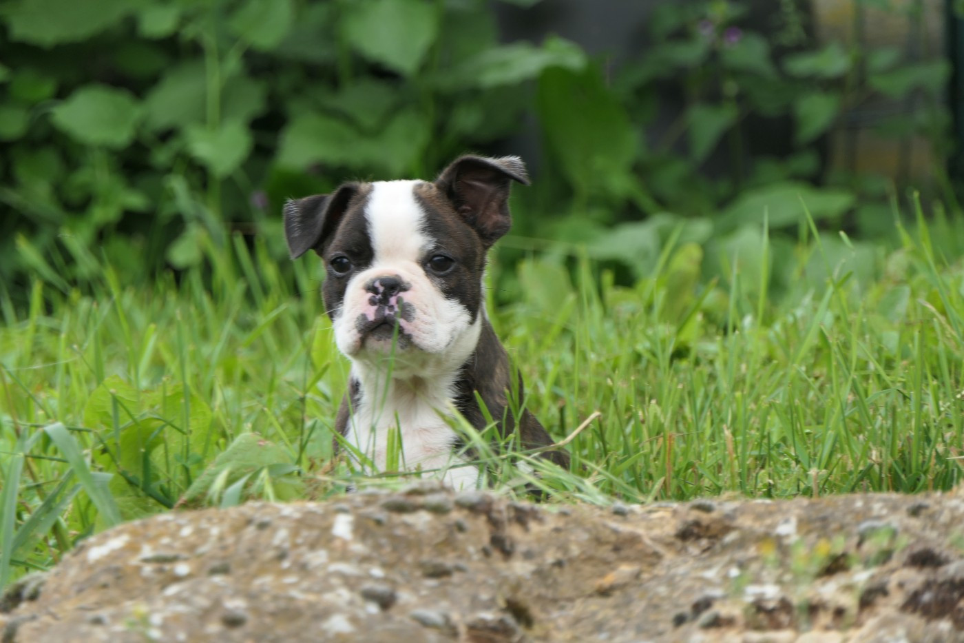 Sweeties Doggies - Chiots disponibles - Boston Terrier