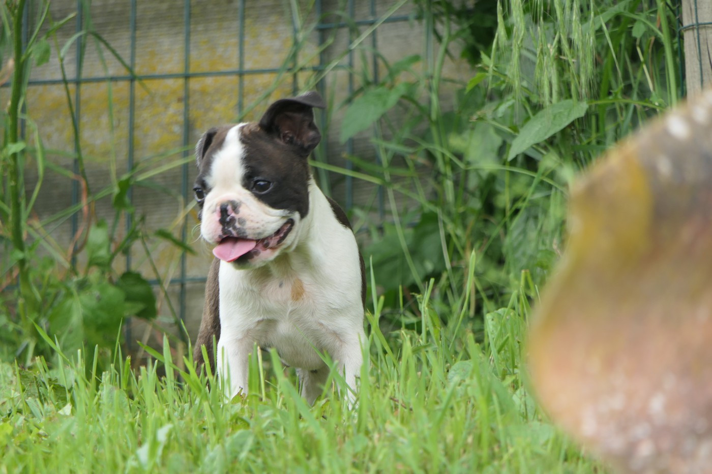 Sweeties Doggies - Chiots disponibles - Boston Terrier