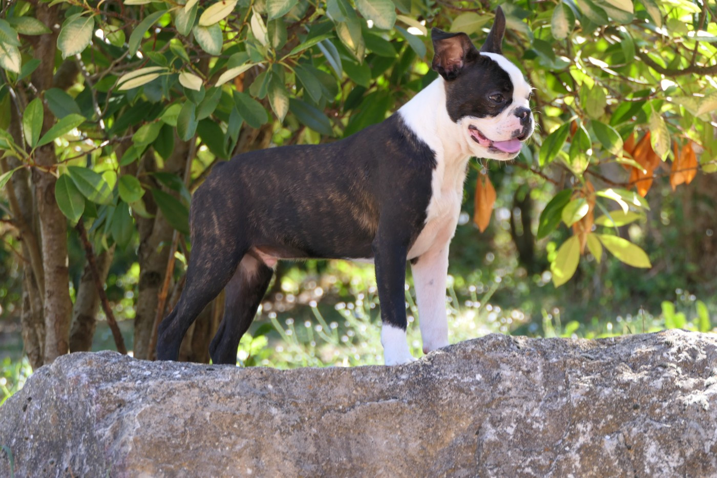 Sweeties Doggies - Chiots disponibles - Boston Terrier