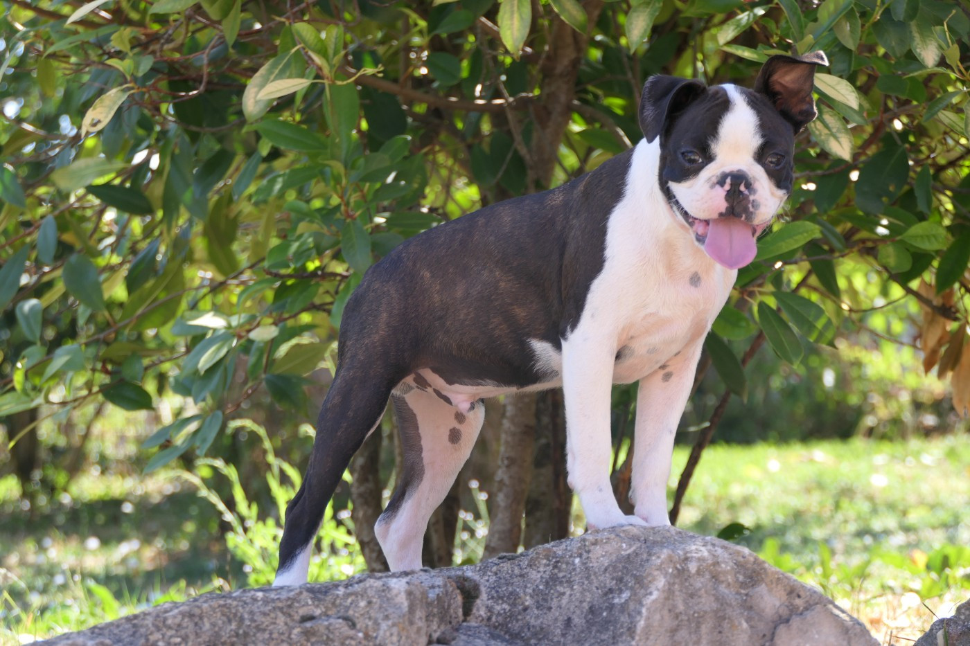 Sweeties Doggies - Chiots disponibles - Boston Terrier
