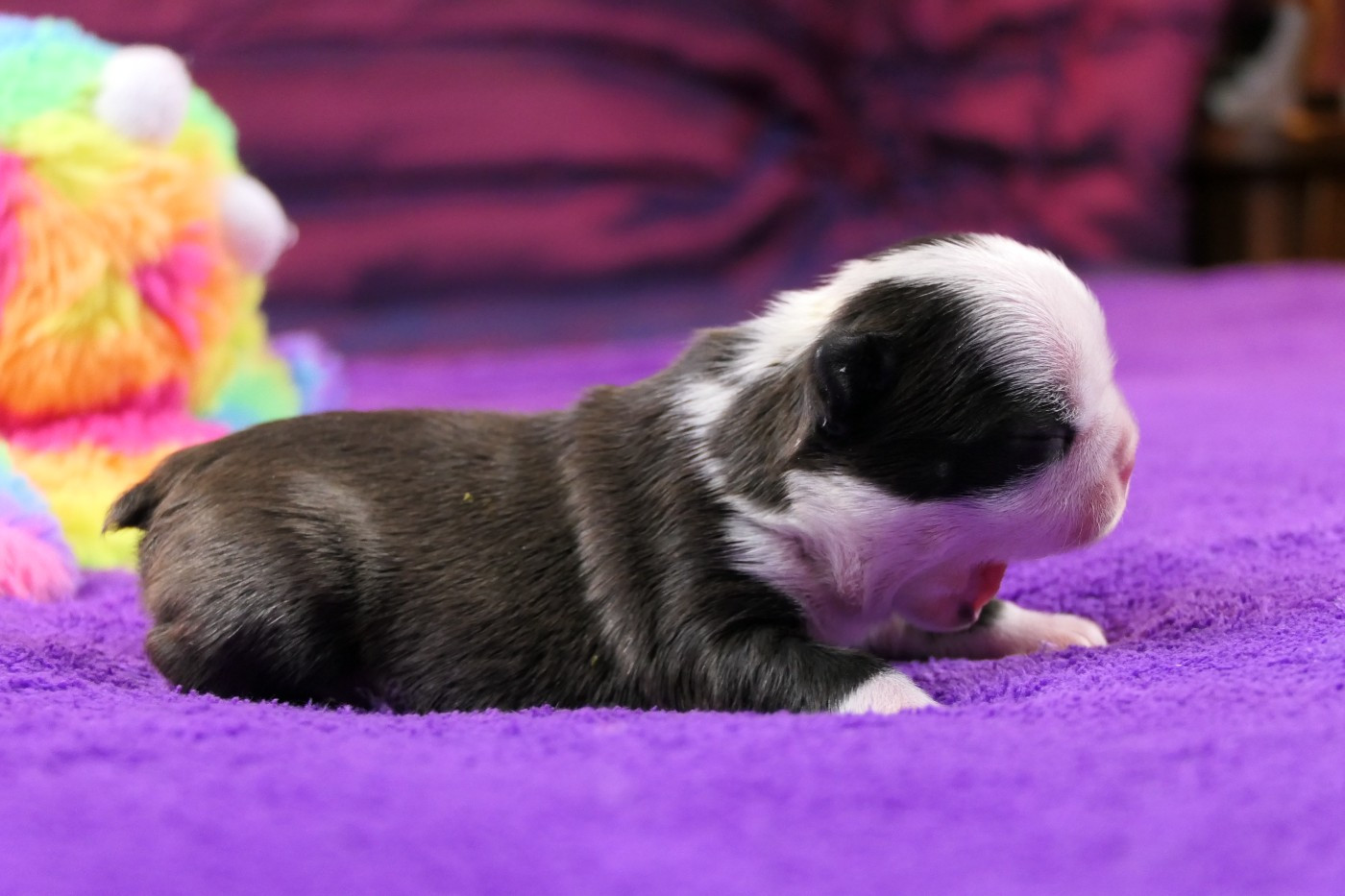 Sweeties Doggies - Chiots disponibles - Boston Terrier