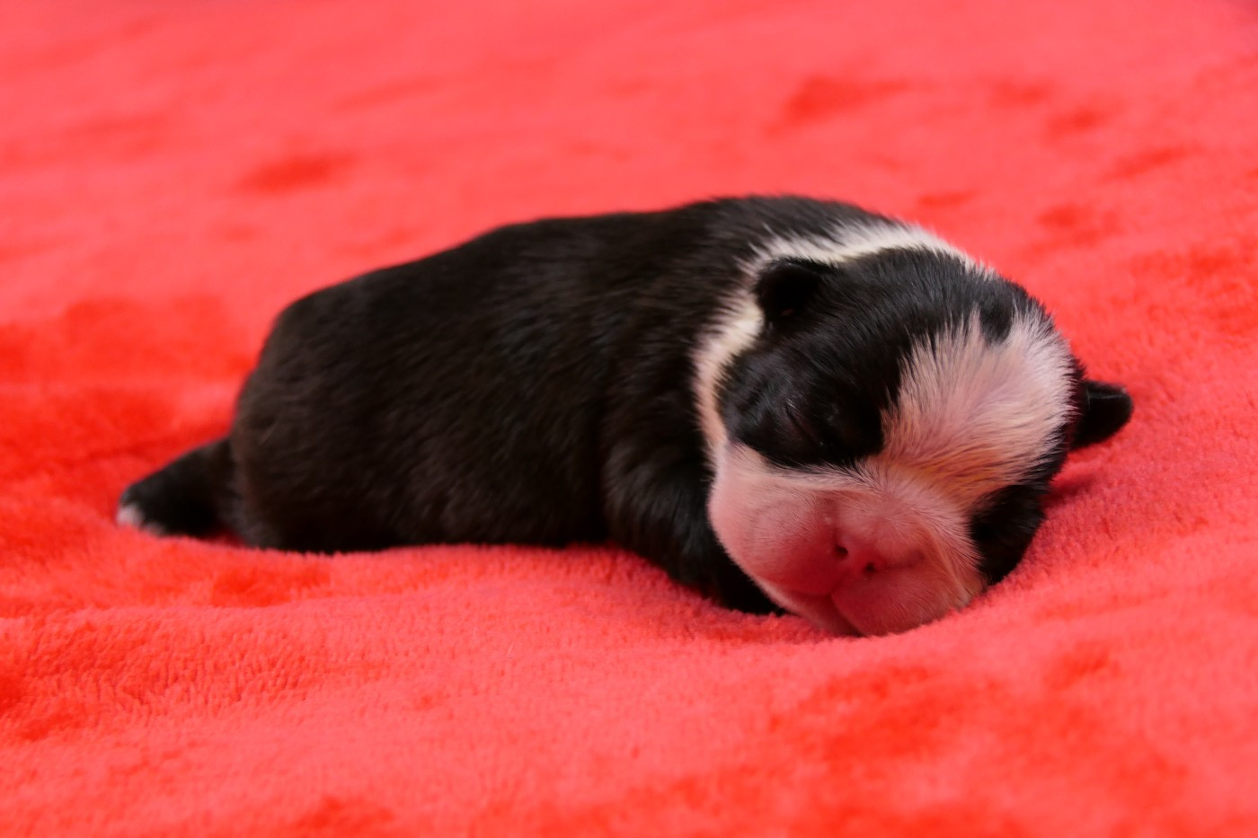 Sweeties Doggies - Chiots disponibles - Boston Terrier