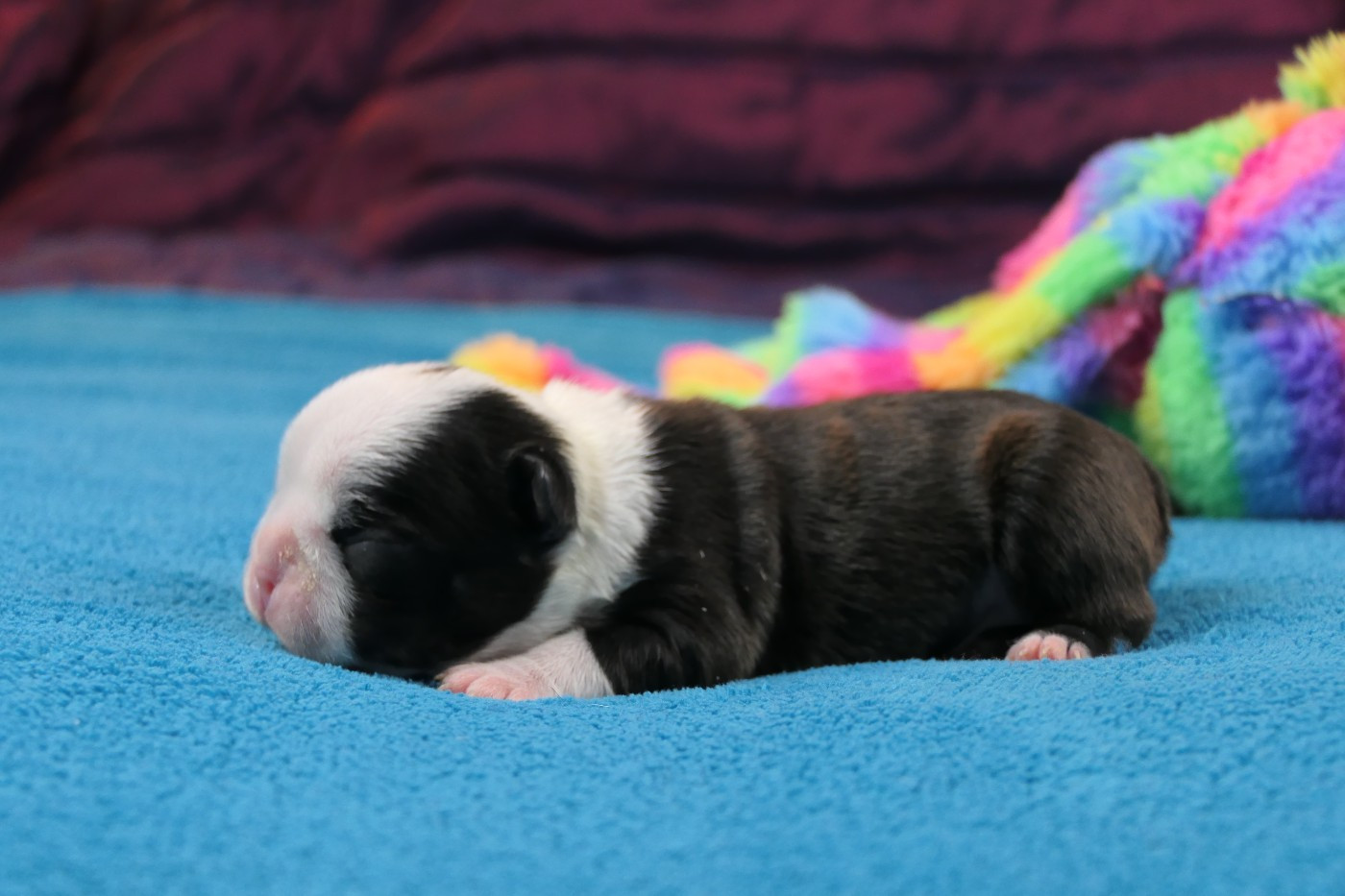 Sweeties Doggies - Chiots disponibles - Boston Terrier