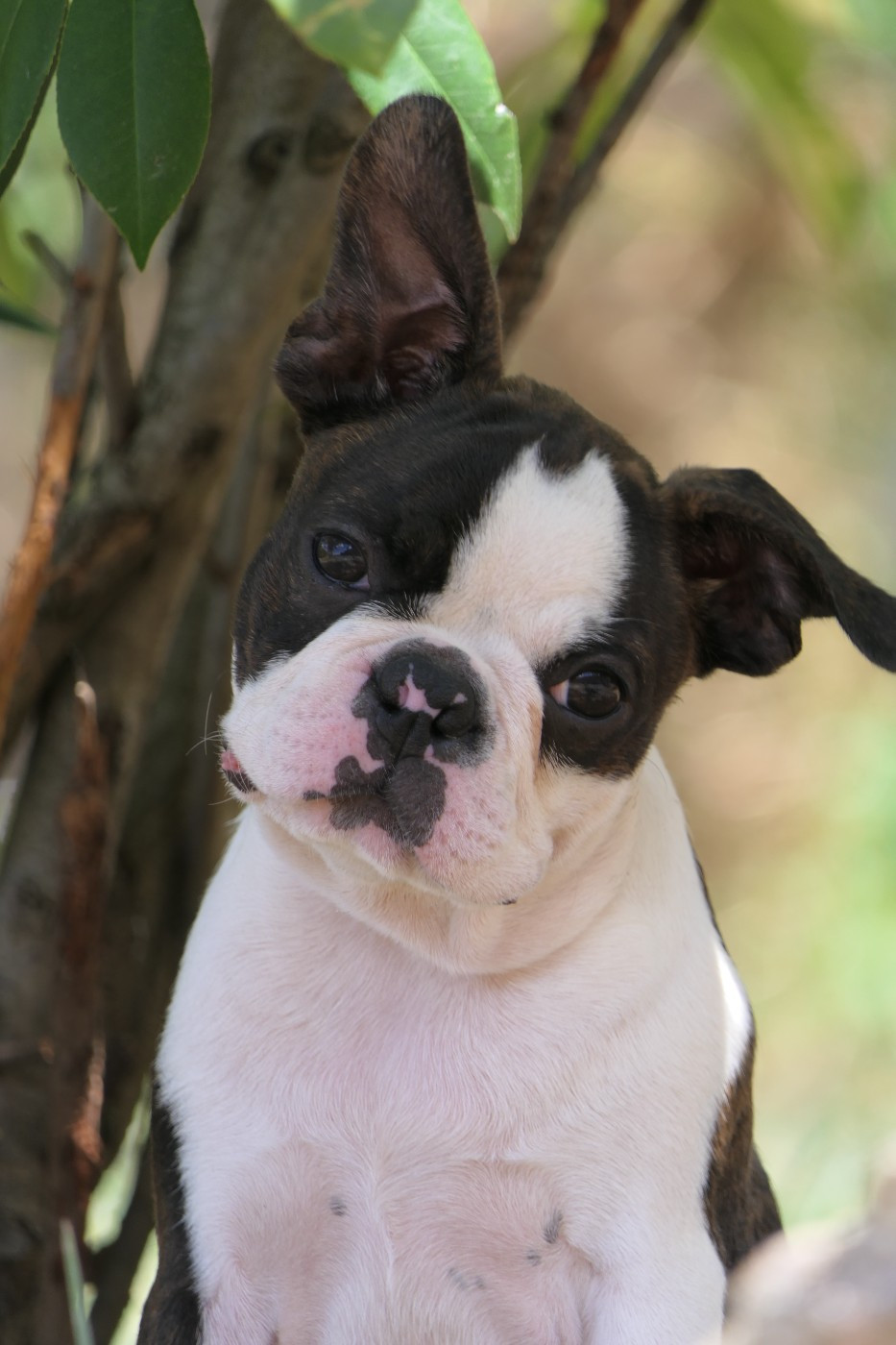 Sweeties Doggies - Chiots disponibles - Boston Terrier