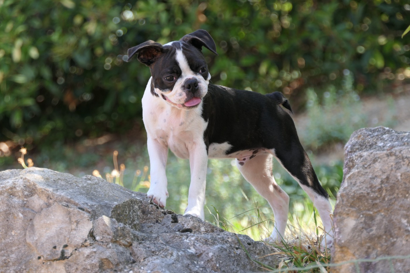 Sweeties Doggies - Chiots disponibles - Boston Terrier
