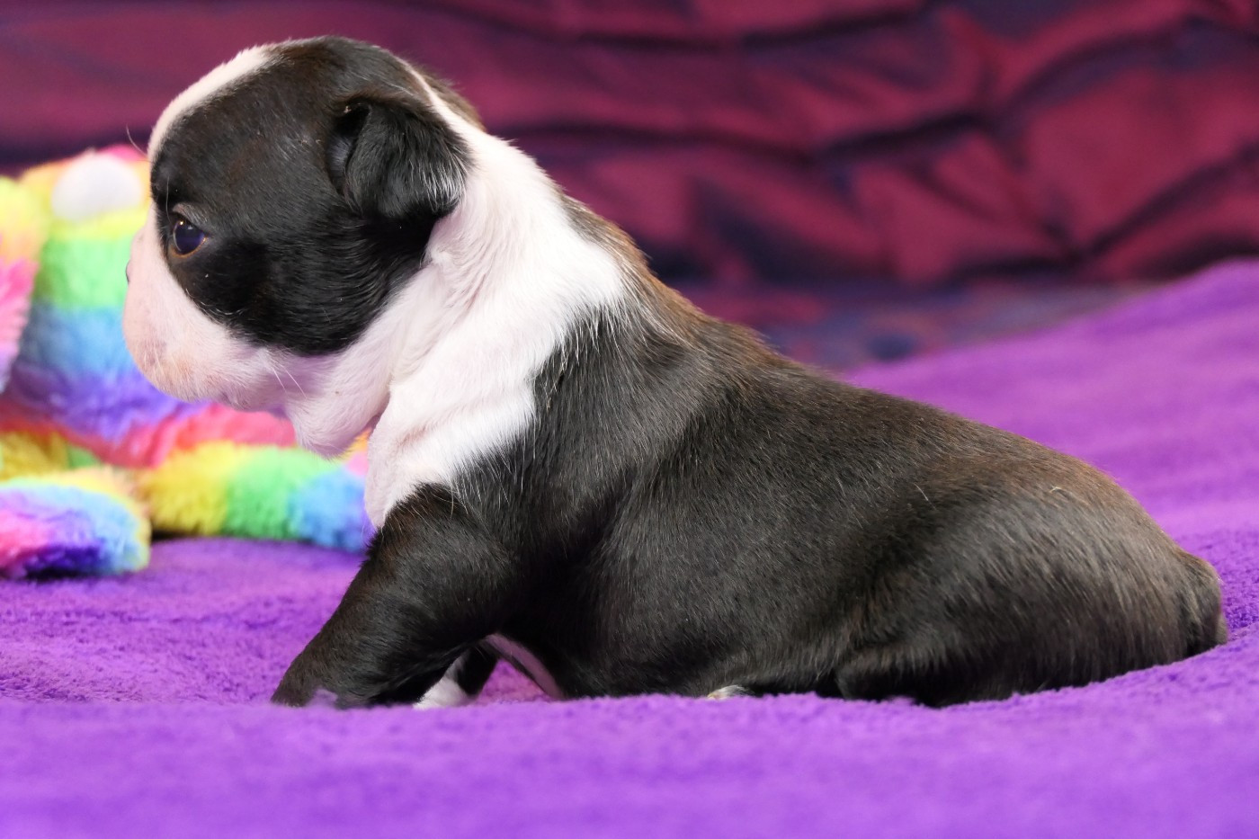 Sweeties Doggies - Chiots disponibles - Boston Terrier