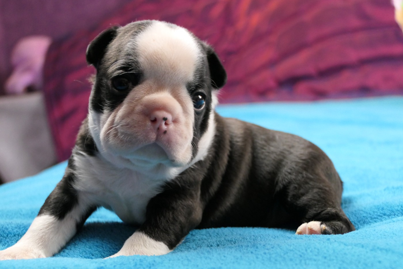 Sweeties Doggies - Chiots disponibles - Boston Terrier