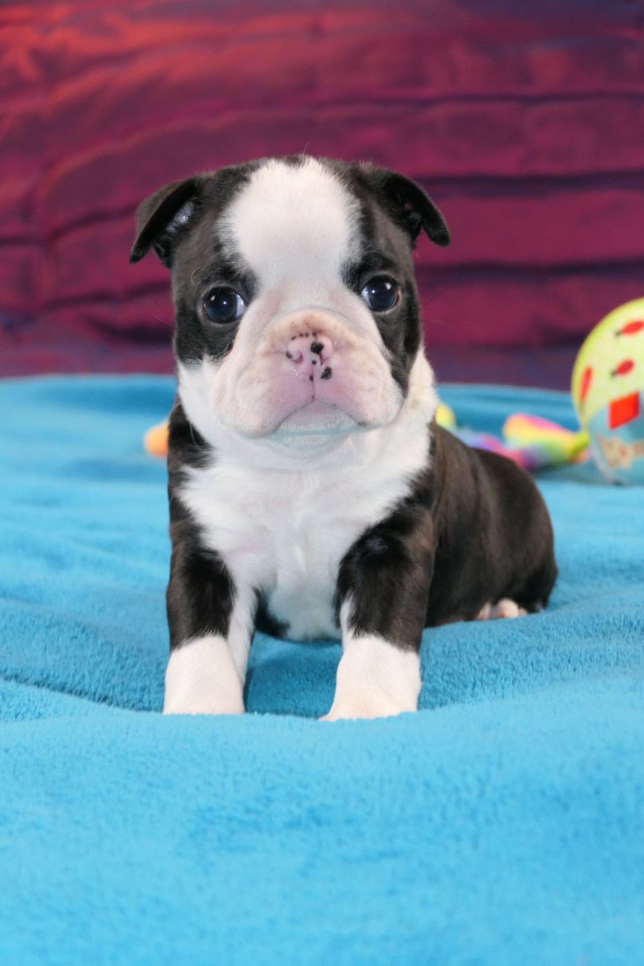 Sweeties Doggies - Chiots disponibles - Boston Terrier