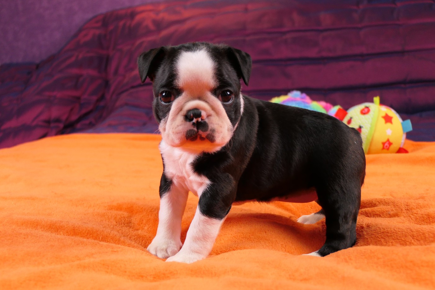 Sweeties Doggies - Chiots disponibles - Boston Terrier