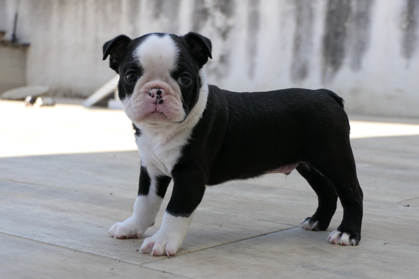 Sweeties Doggies - Chiots disponibles - Boston Terrier