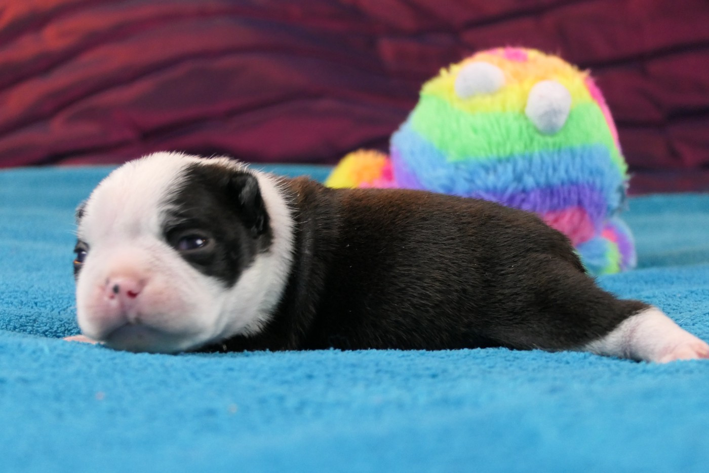 Sweeties Doggies - Chiots disponibles - Boston Terrier