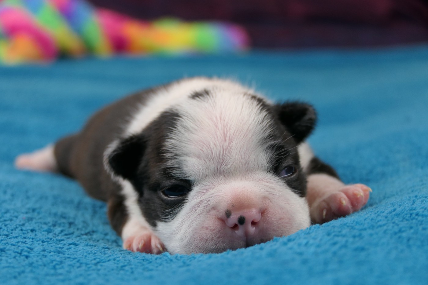Chiot Boston Terrier Sweeties Doggies