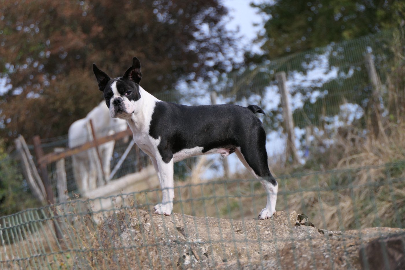 Sweeties Doggies - Chiots disponibles - Boston Terrier