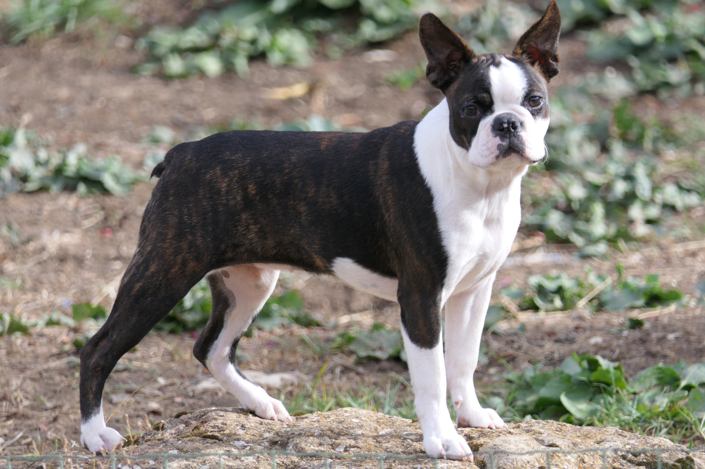 Sweeties Doggies - Chiots disponibles - Boston Terrier
