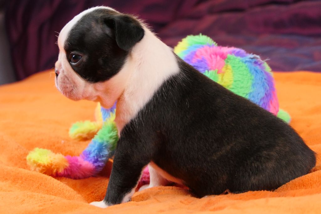 Sweeties Doggies - Chiots disponibles - Boston Terrier