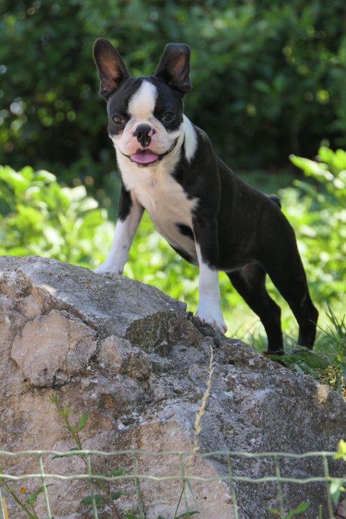 Sweeties Doggies - Chiots disponibles - Boston Terrier