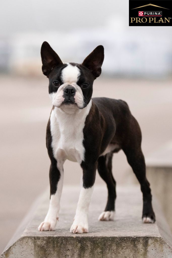 Sweeties Doggies - Chiots disponibles - Boston Terrier