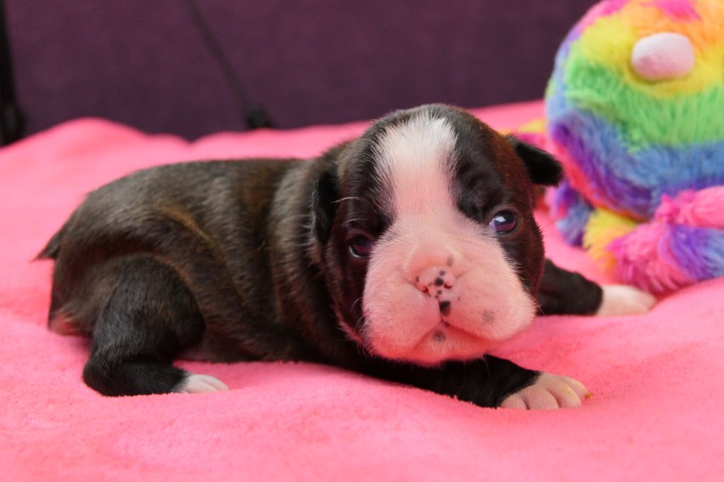 Sweeties Doggies - Chiots disponibles - Boston Terrier