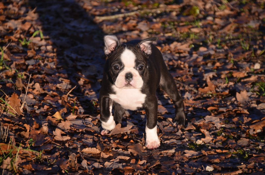 Sweeties Doggies - Boston Terrier - Portée née le 29/09/2017