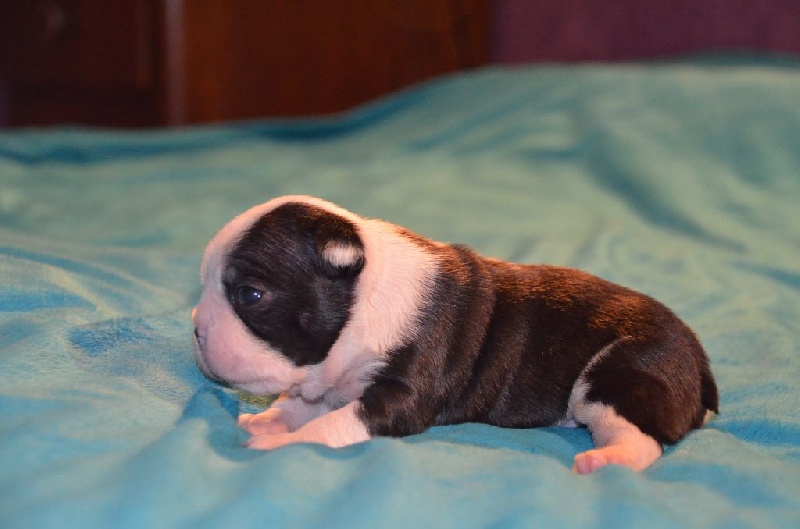 Sweeties Doggies - Boston Terrier - Portée née le 06/12/2015