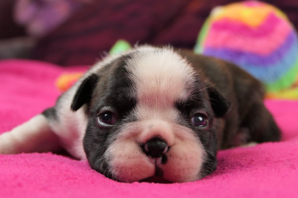 Sweeties Doggies - Chiots disponibles - Boston Terrier