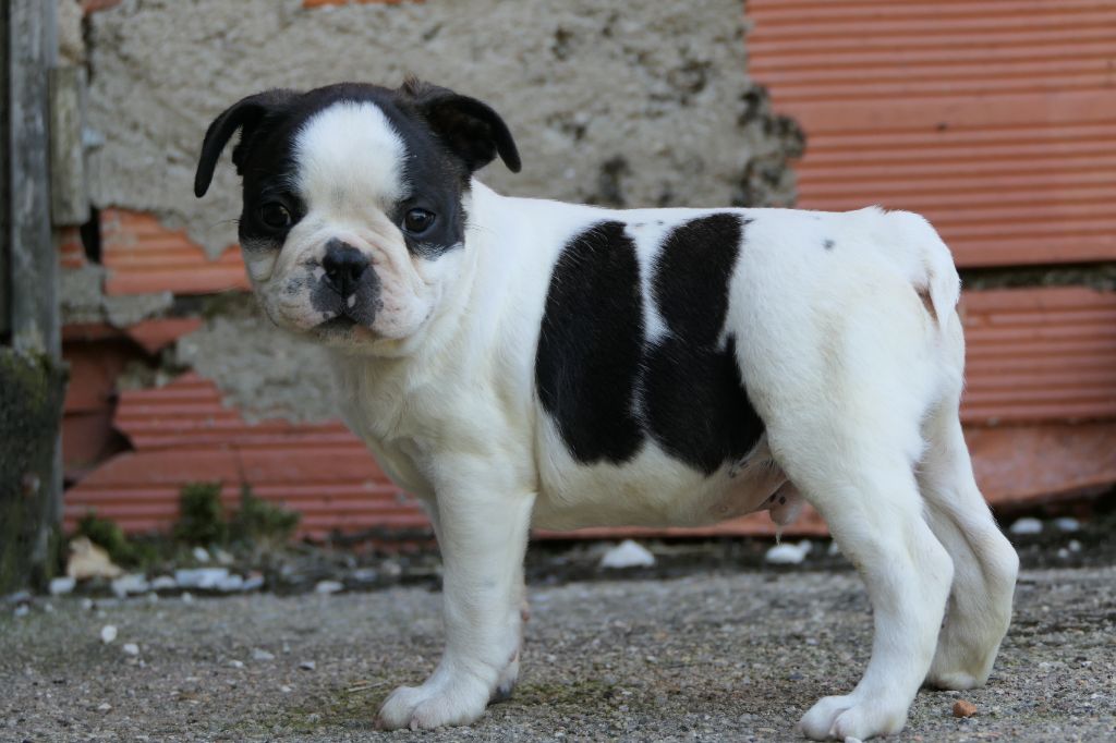 Sweeties Doggies - Chiots disponibles - Boston Terrier