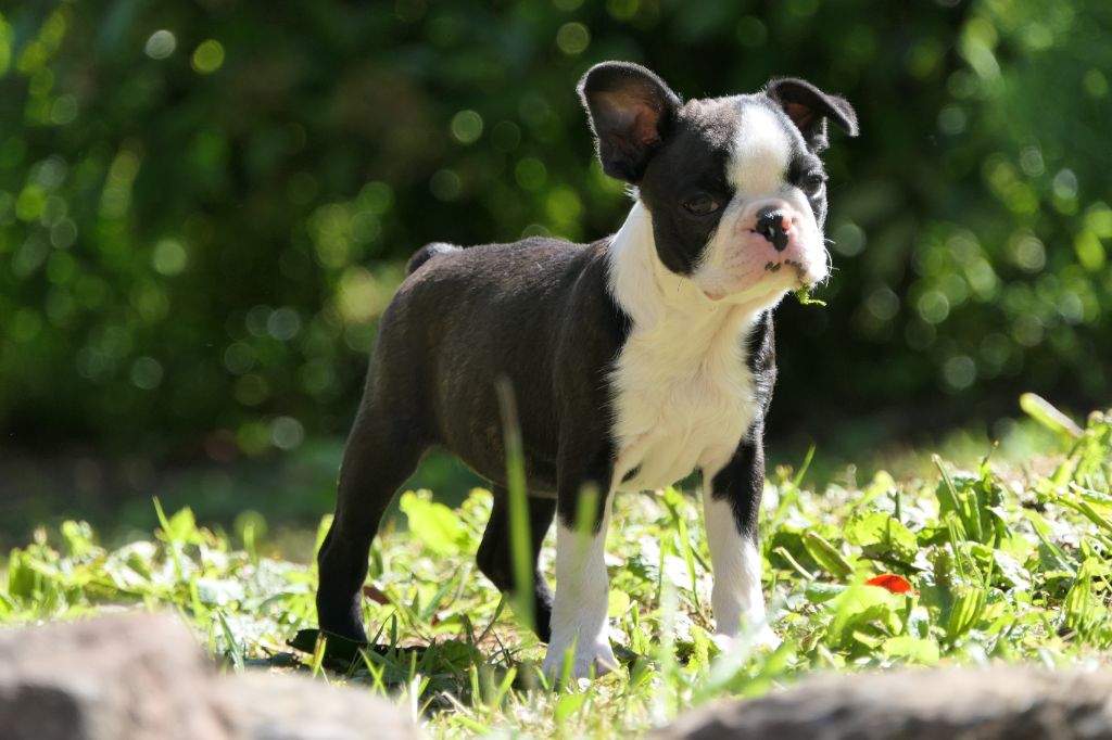 Sweeties Doggies - Chiots disponibles - Boston Terrier