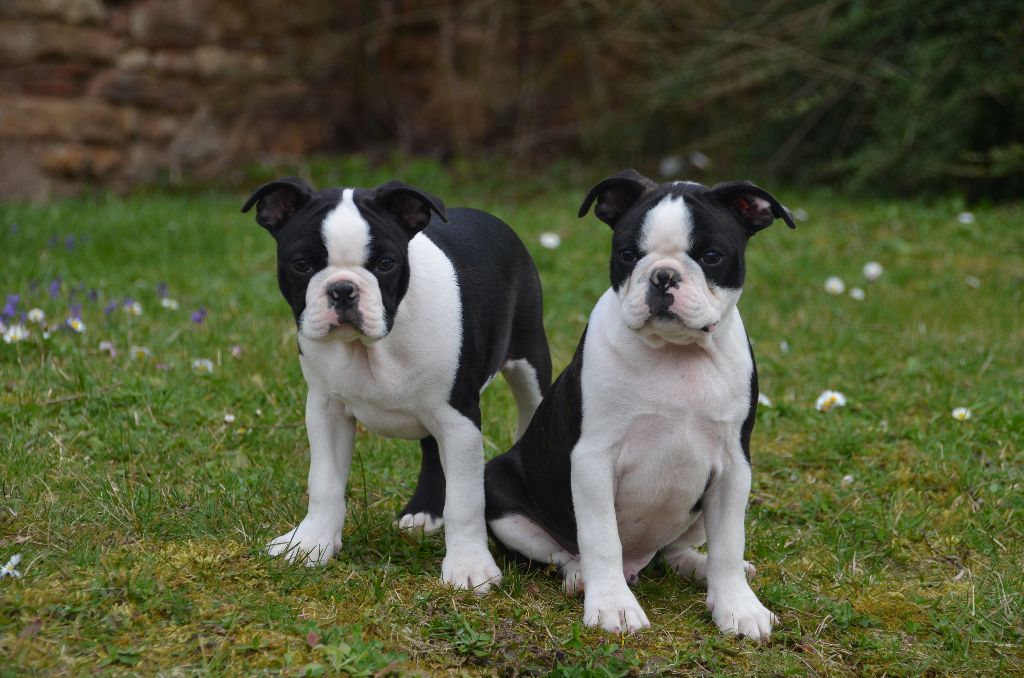 Sweeties Doggies - Boston Terrier - Portée née le 12/12/2016