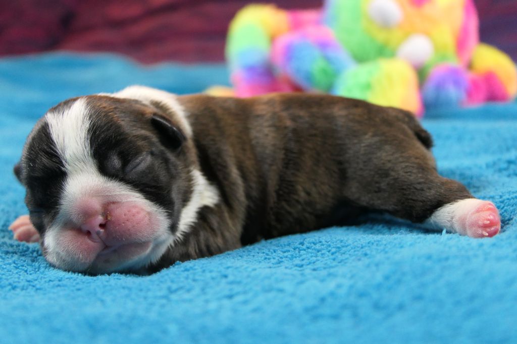 Sweeties Doggies - Chiots disponibles - Boston Terrier