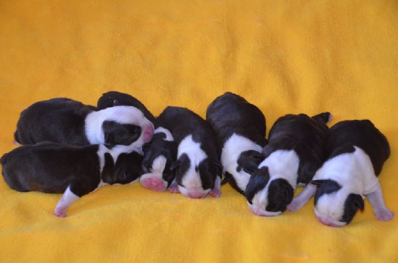 Sweeties Doggies - Boston Terrier - Portée née le 19/08/2015