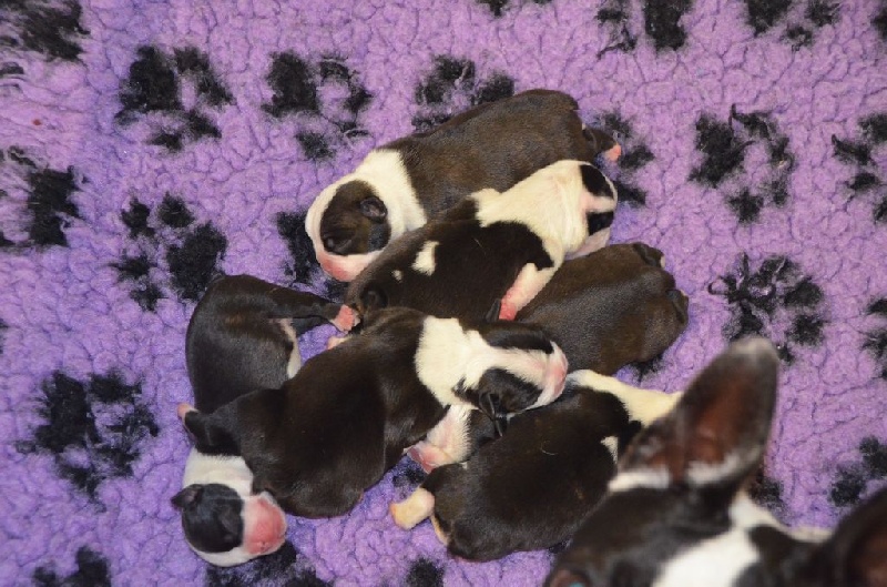 Sweeties Doggies - Boston Terrier - Portée née le 07/09/2015
