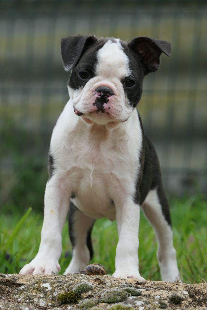 Sweeties Doggies - Chiots disponibles - Boston Terrier