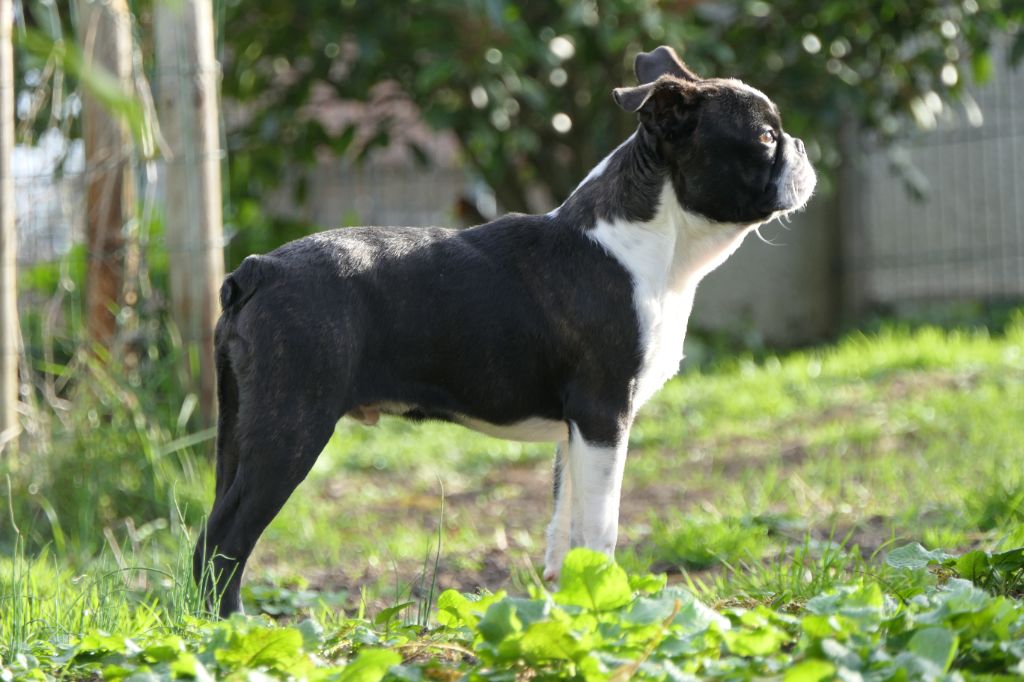 Chiot Boston Terrier Sweeties Doggies