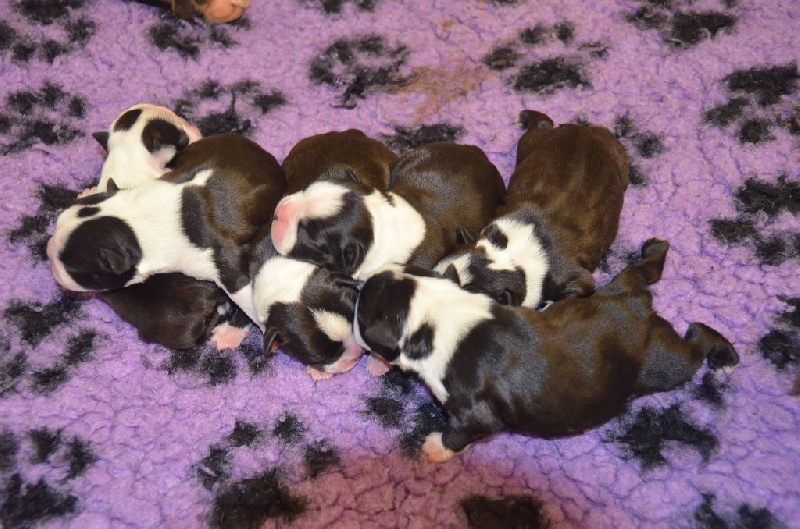Sweeties Doggies - Boston Terrier - Portée née le 23/11/2015