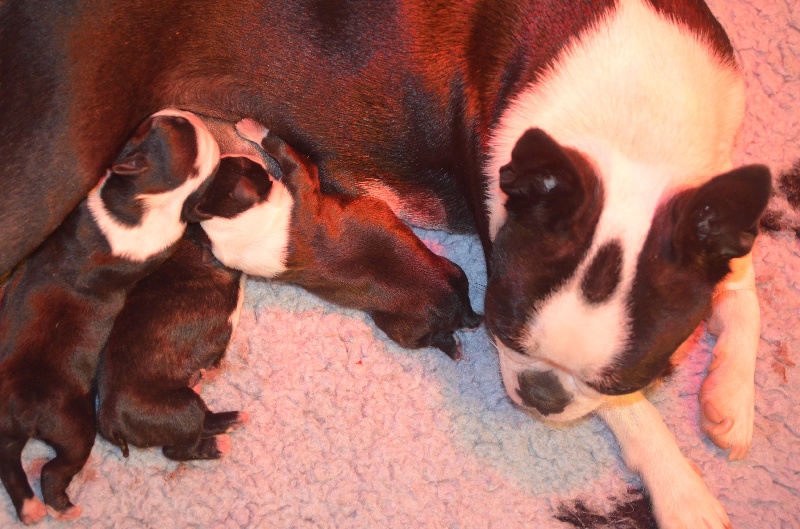 Sweeties Doggies - Boston Terrier - Portée née le 05/07/2013
